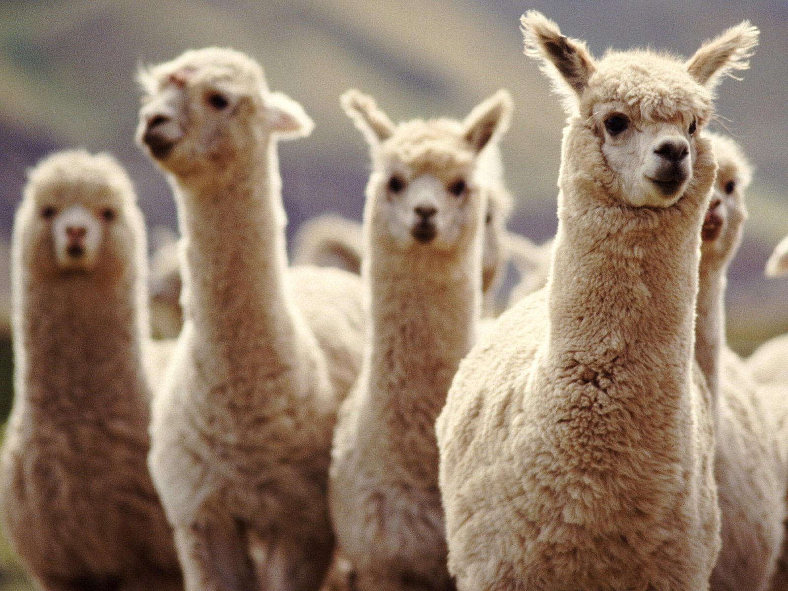 Portland International Airport uses llamas to ease travel anxiety